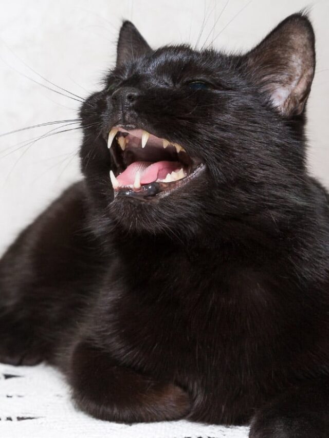 yawning black cat