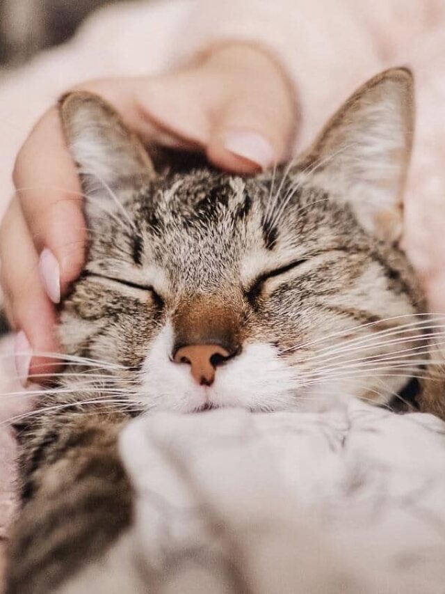 Why Do Cats Purr When You Stroke Them? Story The Discerning Cat