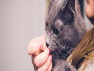 cropped-grey-cat-eating-womans-fingers_.jpg