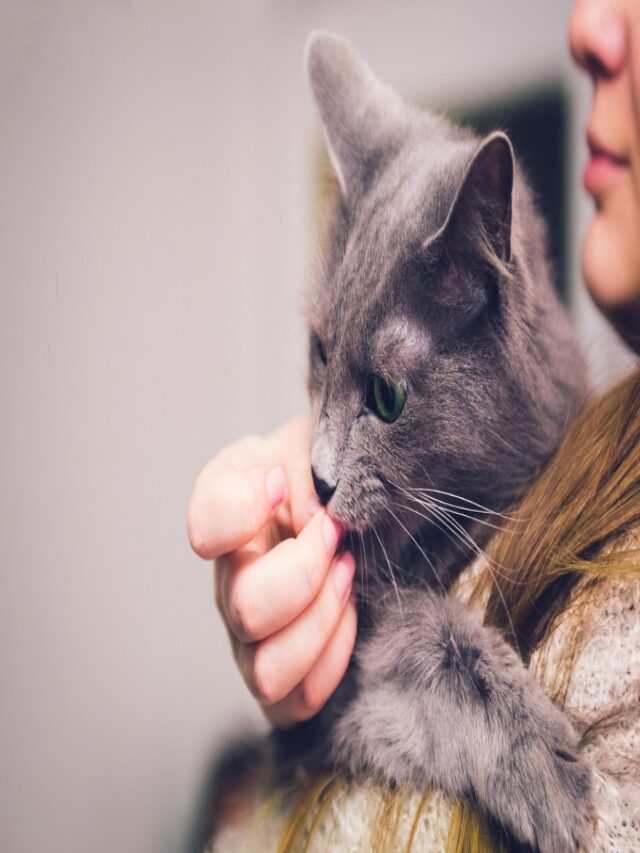 Is Peanut Butter Safe for Cats? Story The Discerning Cat