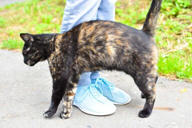What Does it Mean When a Cat Rubs Against you? 5 Reasons You Should