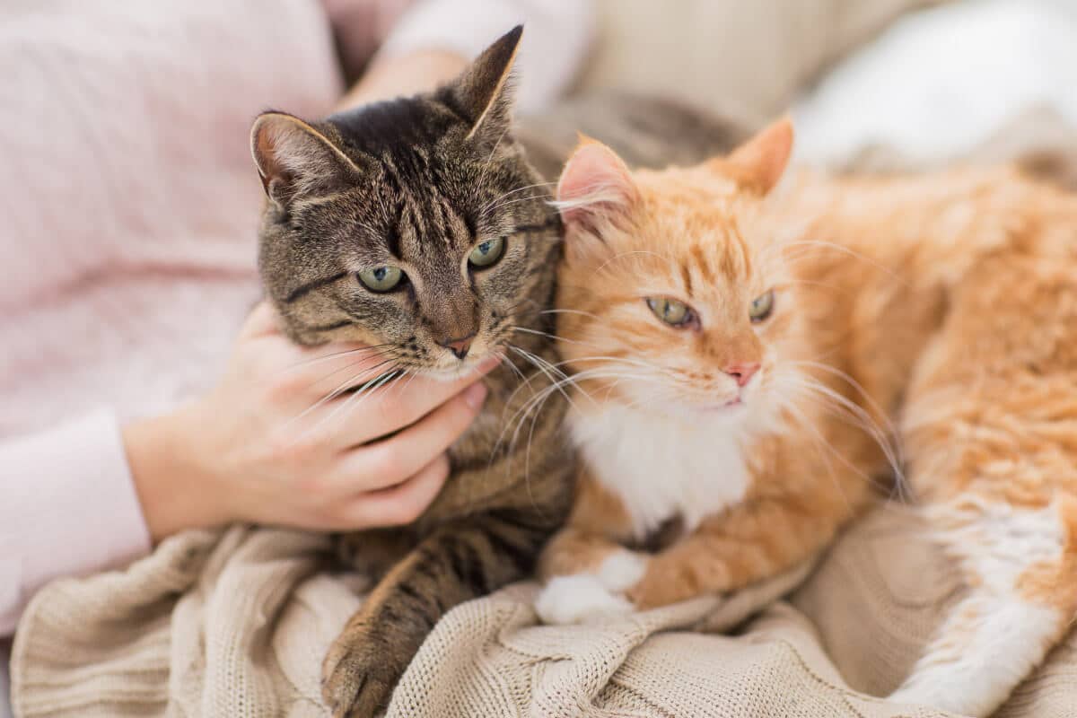 why-do-cats-like-to-sit-on-laps