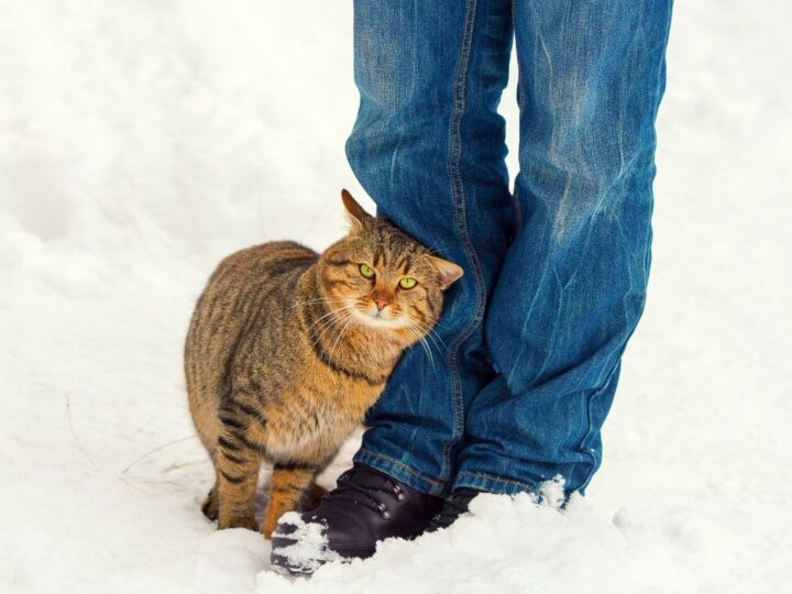 What Does It Mean When A Cat Rubs Against You? 5 Reasons You Should Know