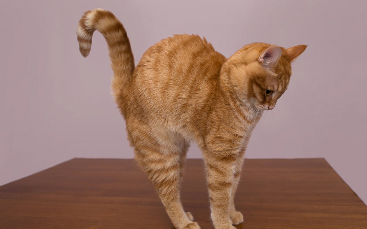 Why Do Cats Arch Their Back? (2022) 5 Reasons You Should Know