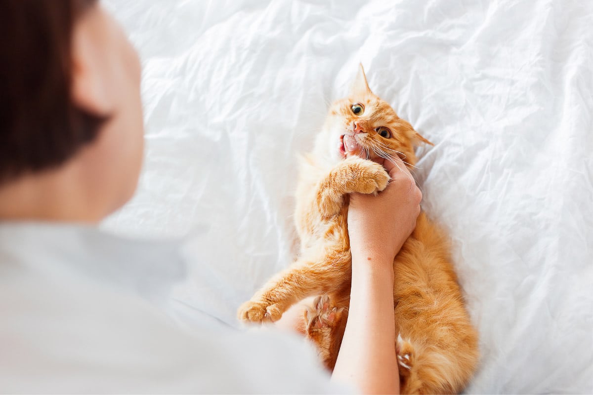 Ginger cat biting human hand.