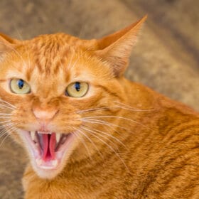 ginger cat growling