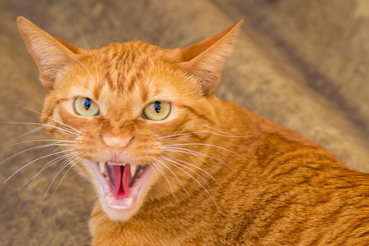 ginger cat growling