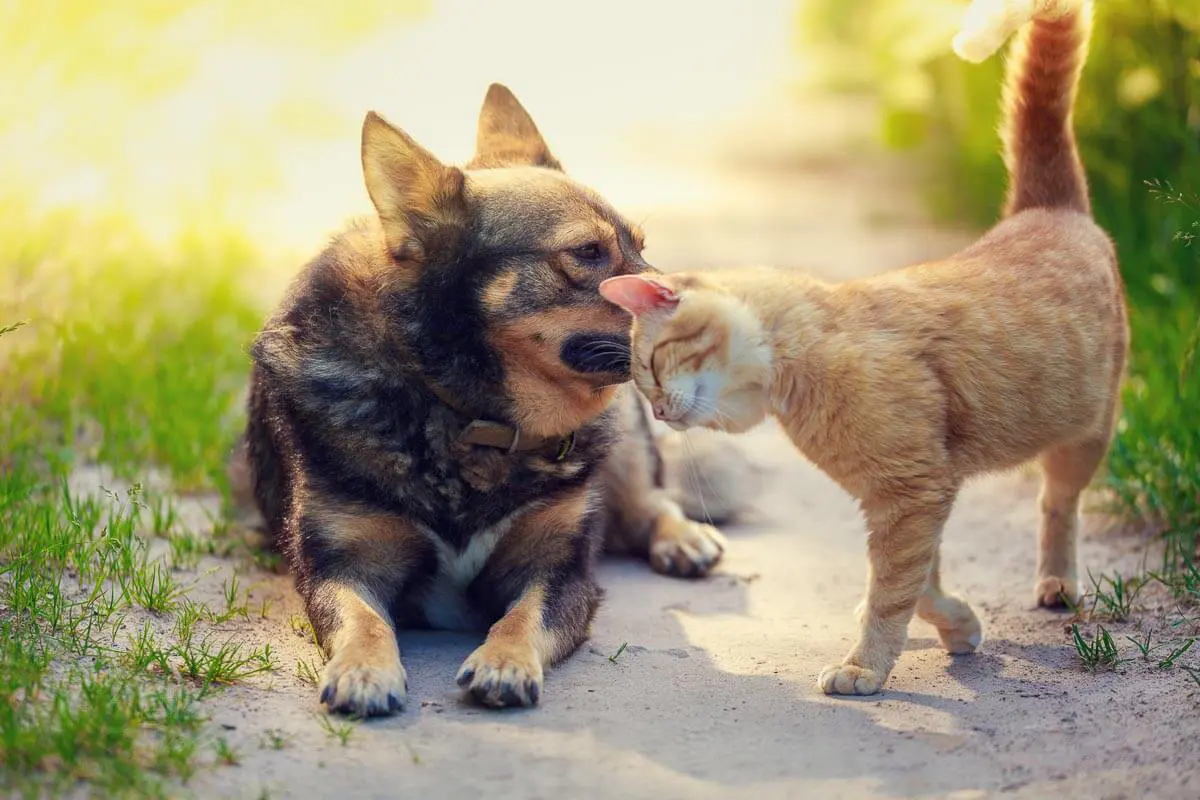 what does it mean when dog rubs against you