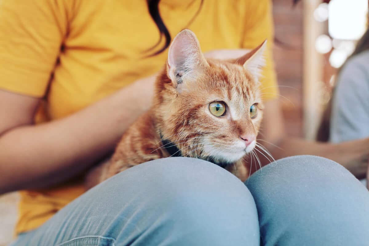ginger cat sits on person's lap.png