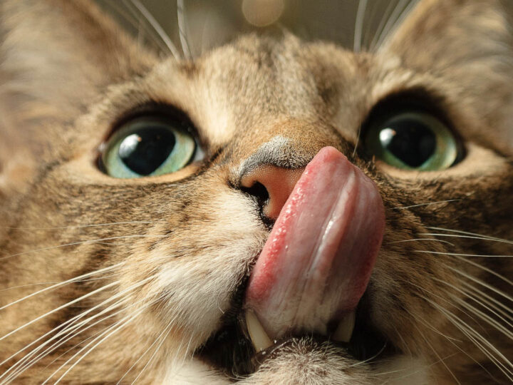 What Does it Mean When a Cat Licks You? 9 Reasons You Should Know