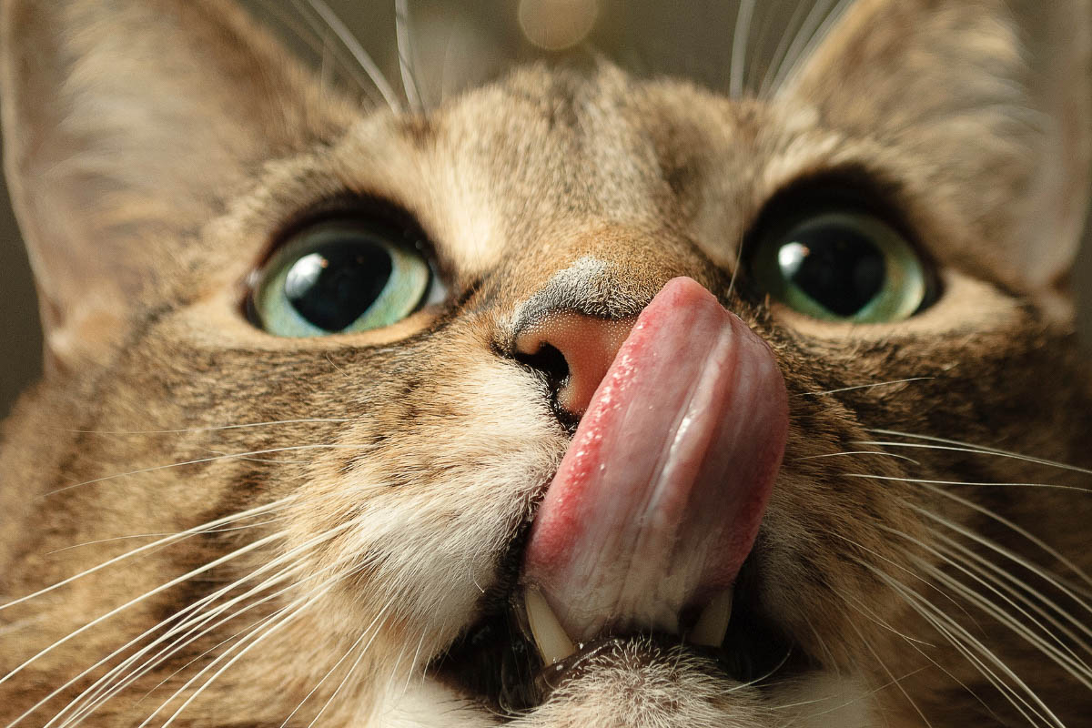 gato jengibre con ojos verdes y lengua hacia fuera de cerca