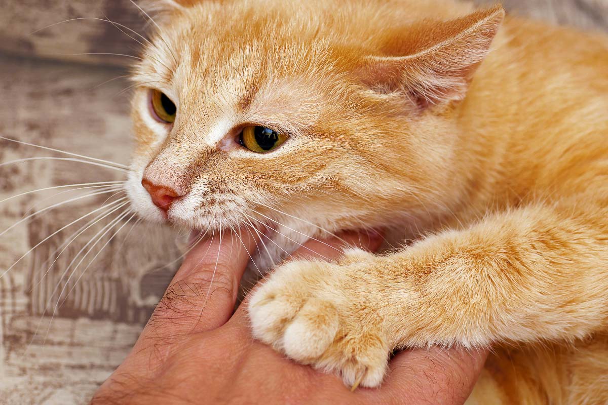 ginger cat with human finger in its mouth