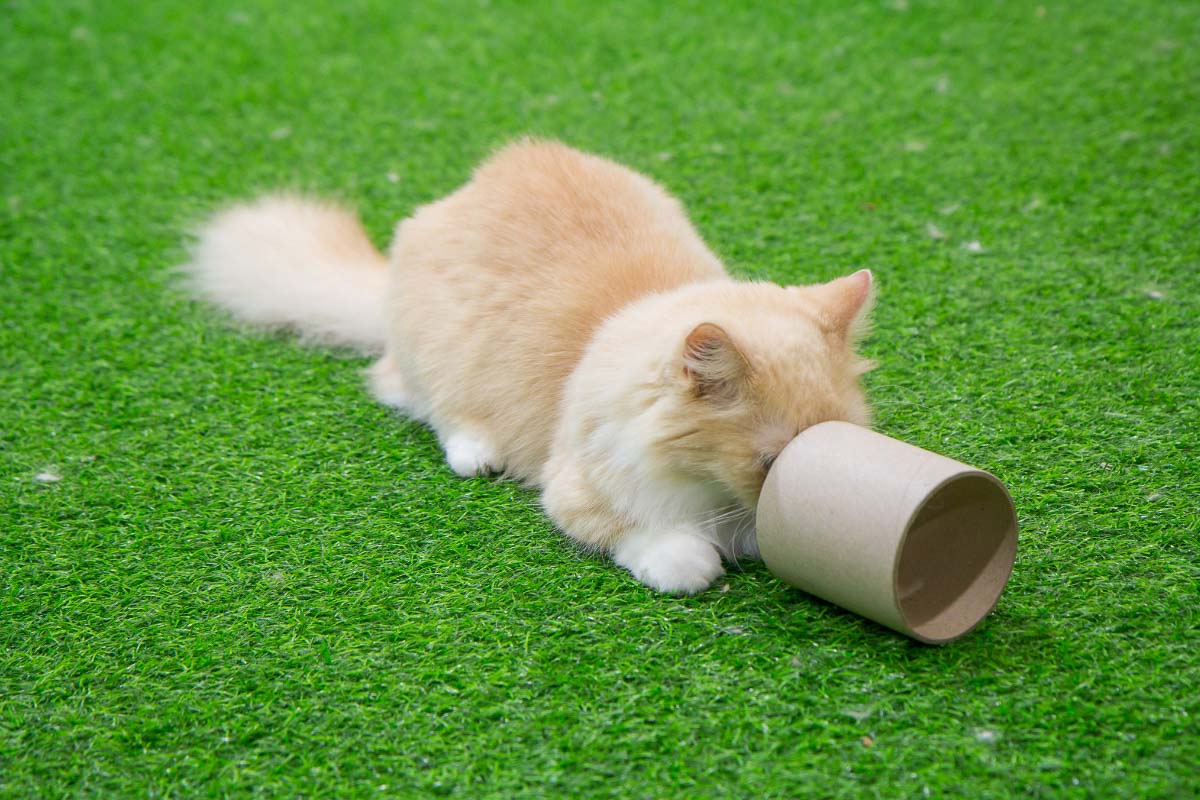 ginger munchkin cats