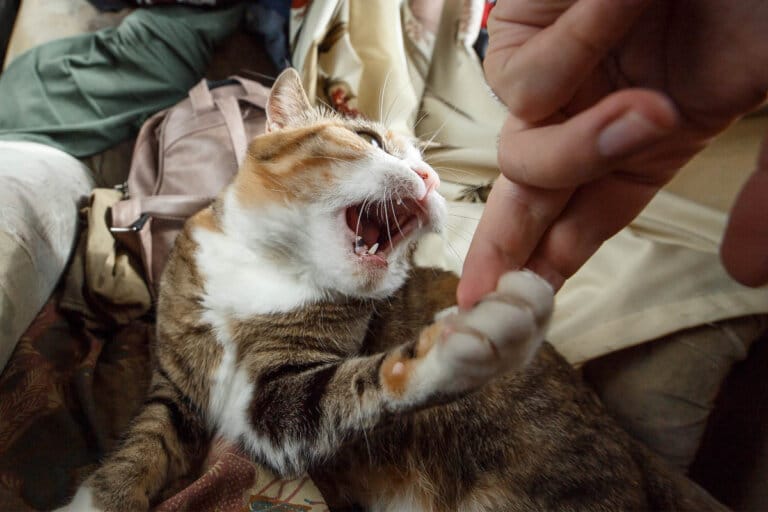 Why Does my Cat Attack Me? 8 Reasons You Should Know I Discerning Cat