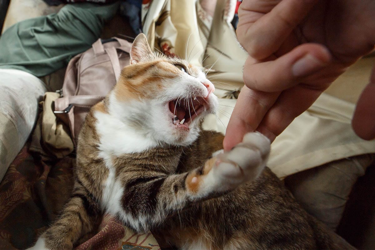 Why Does My Cat Grab My Hand and Bite Me? (2022) 7 Reasons 11 Ginger tabby cat with mouth open and paw grabbing finger.