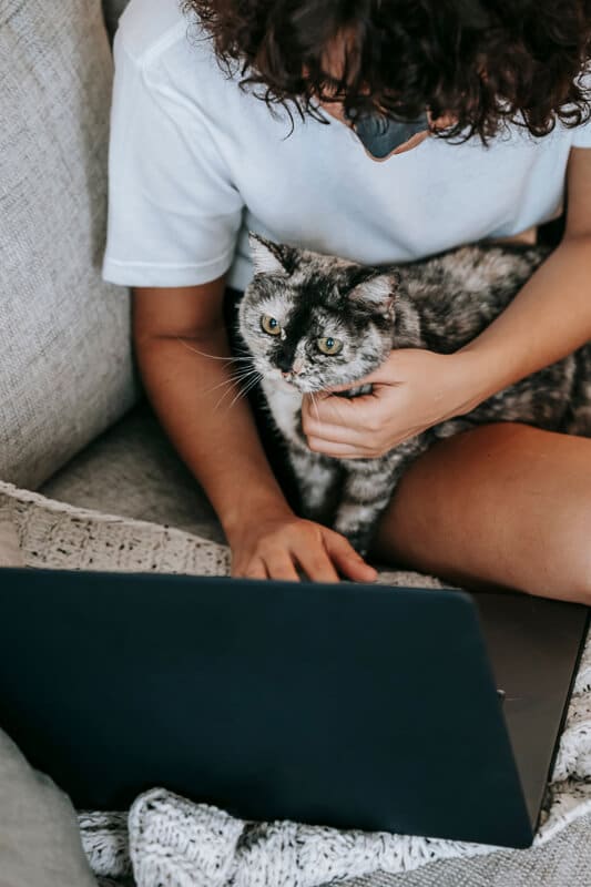 grey and black cat sits on woman's lap whilst she uses laptop