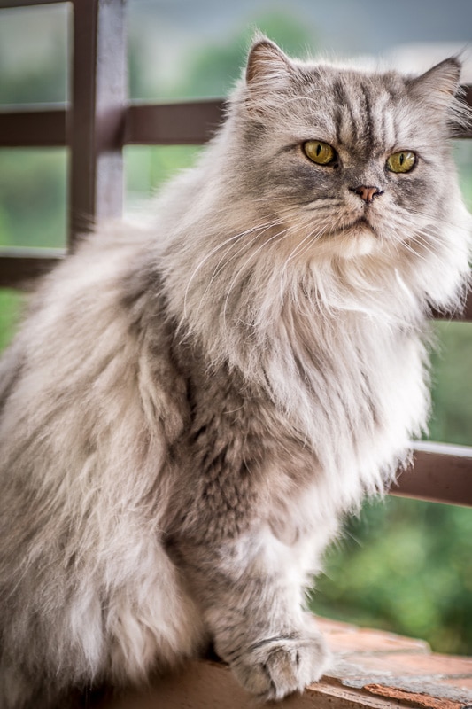 grey and white persian cat