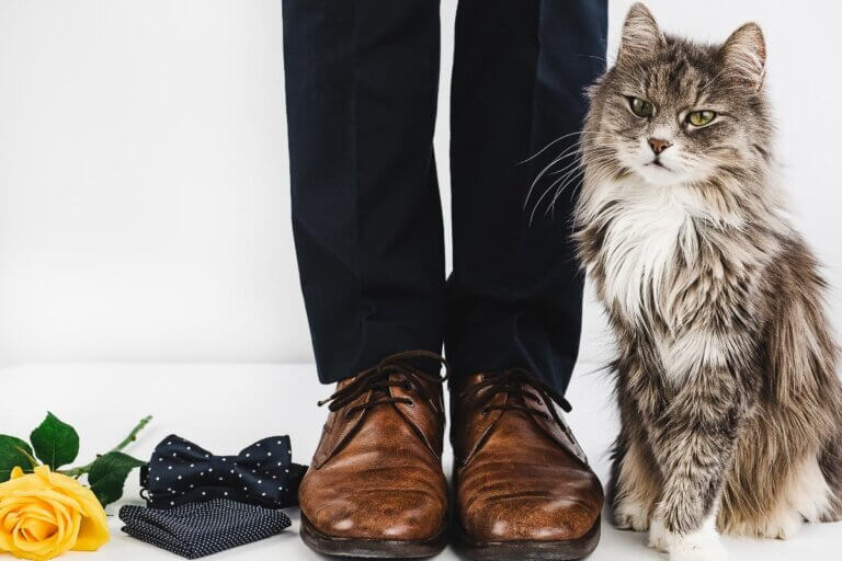 What Does it Mean When a Cat Rubs Against you? 5 Reasons You Should