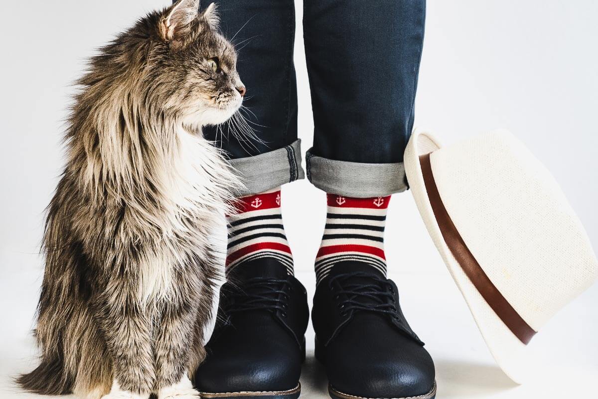 What Does it Mean When a Cat Rubs Against you? 5 Reasons You Should