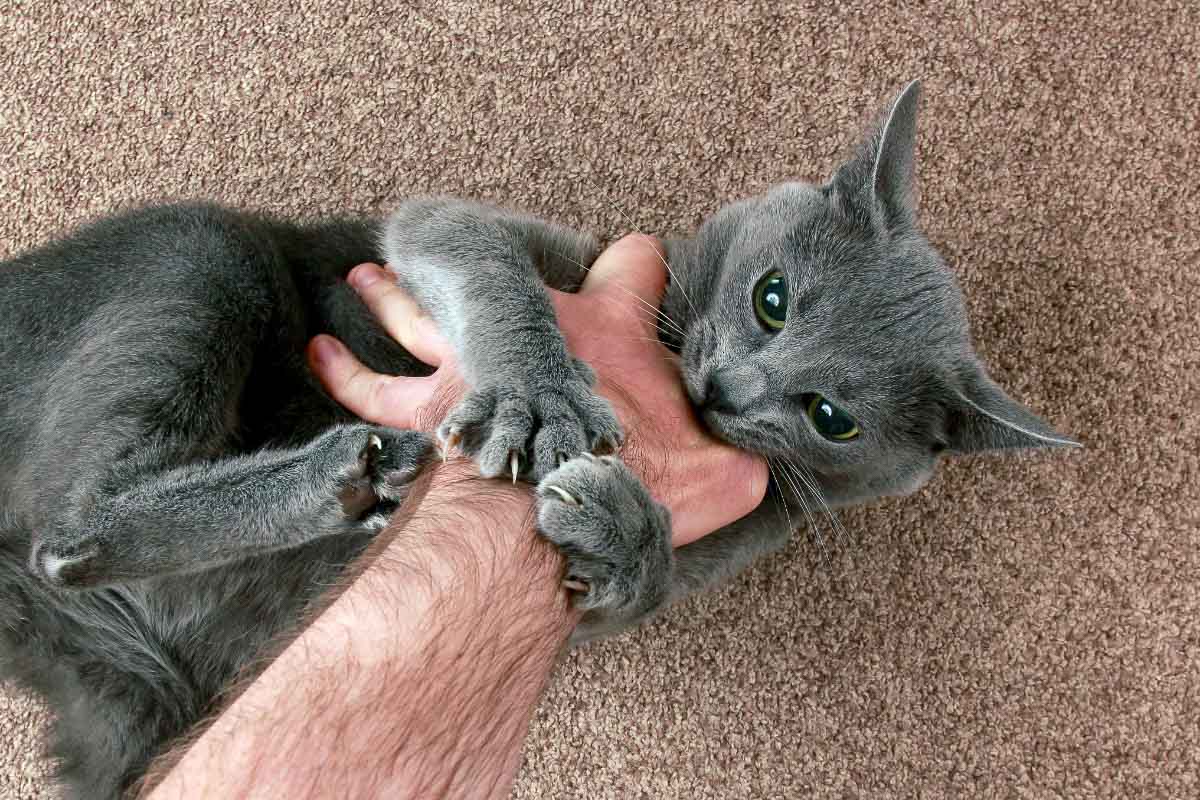 Grey cat grabbing human hand with mouth and paws.