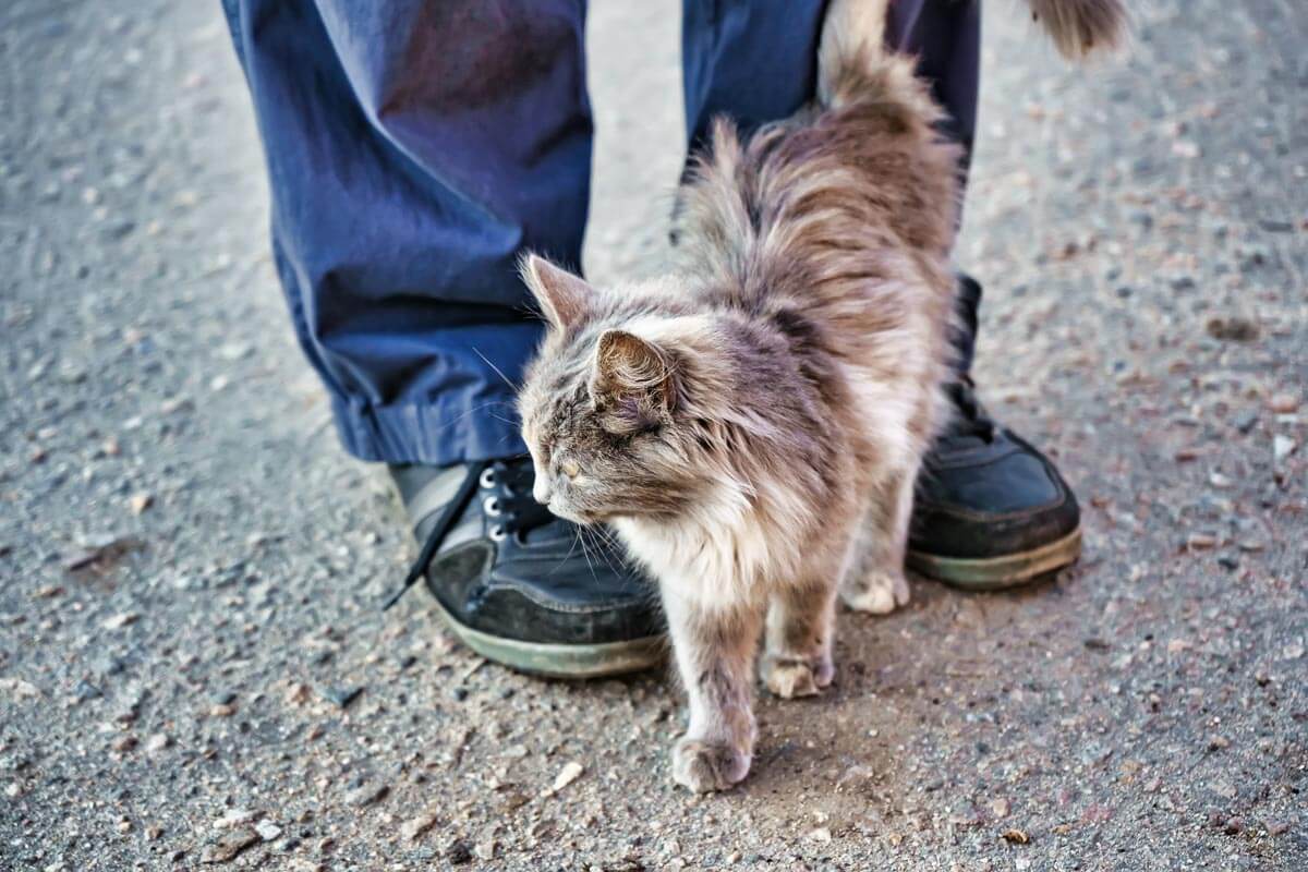 What Does It Mean When A Cat Rubs Against Your Feet