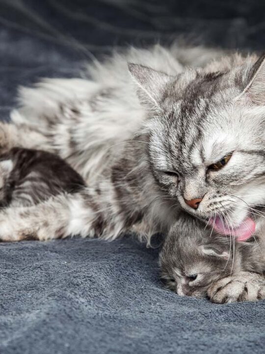 What Does it Mean When a Cat Licks You? (2023) 9 Reasons You Should