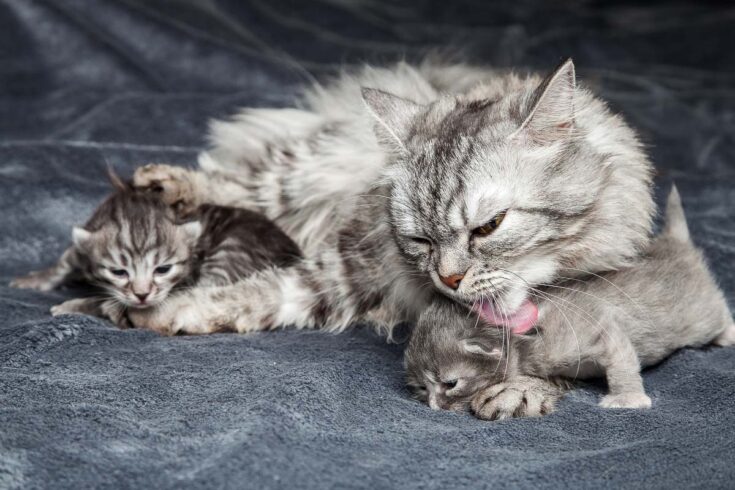grey cat licks grey kitten