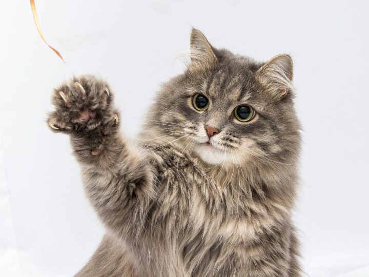 Why Do Cats Bite Their Nails? 9 Reasons You Should Know