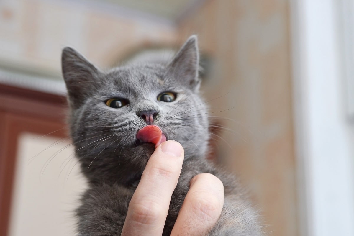 Grey kitten licking human finger.