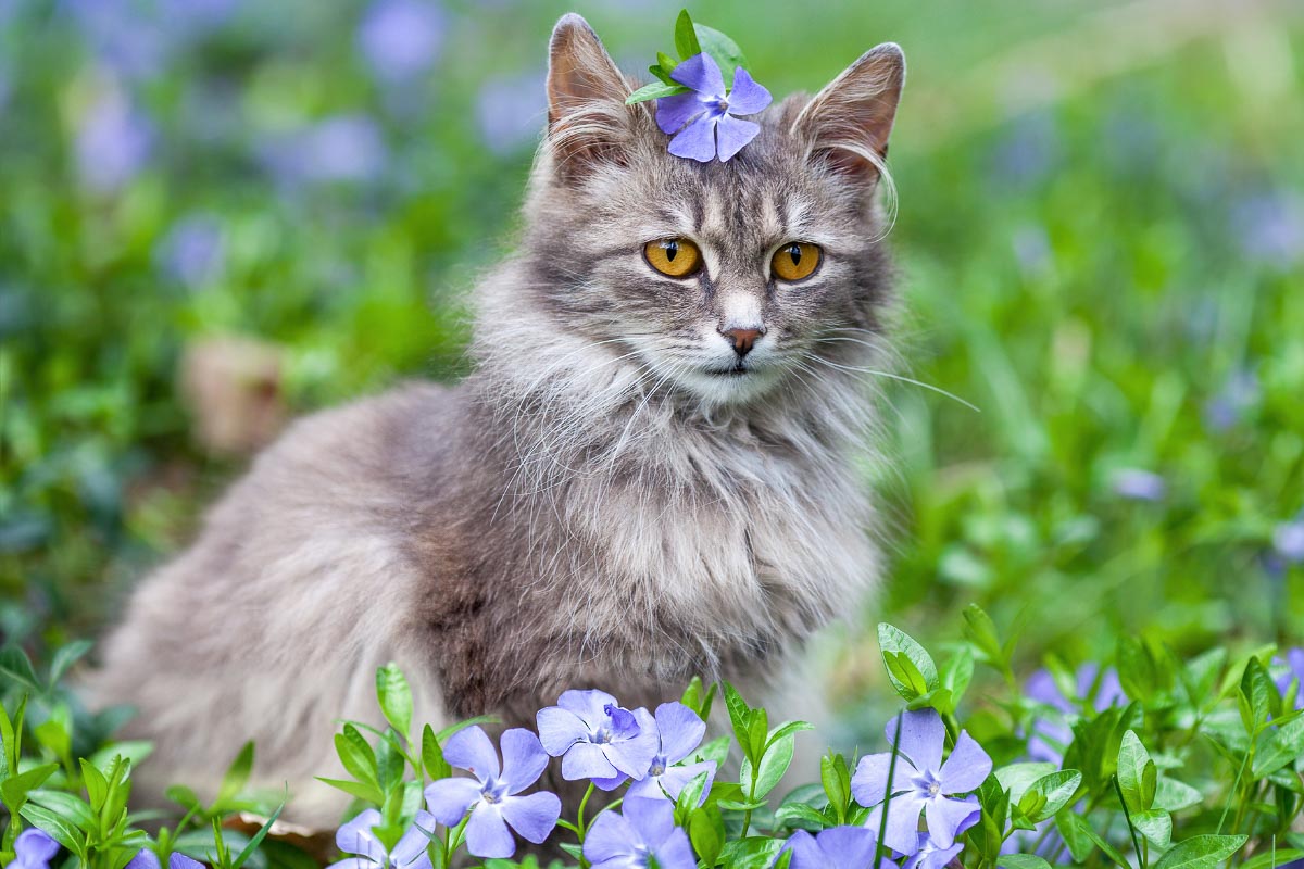 gray tabby cat long hair