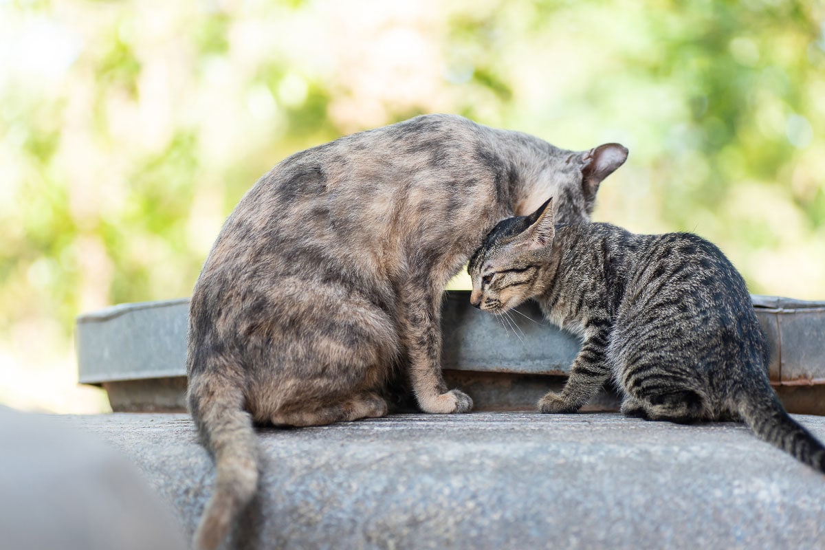 grey tabby licks smaller tabby cat