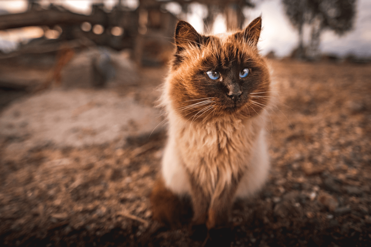 11 Blue Eyed Cat Breeds You Won T Be Able To Resist I Discerning Cat