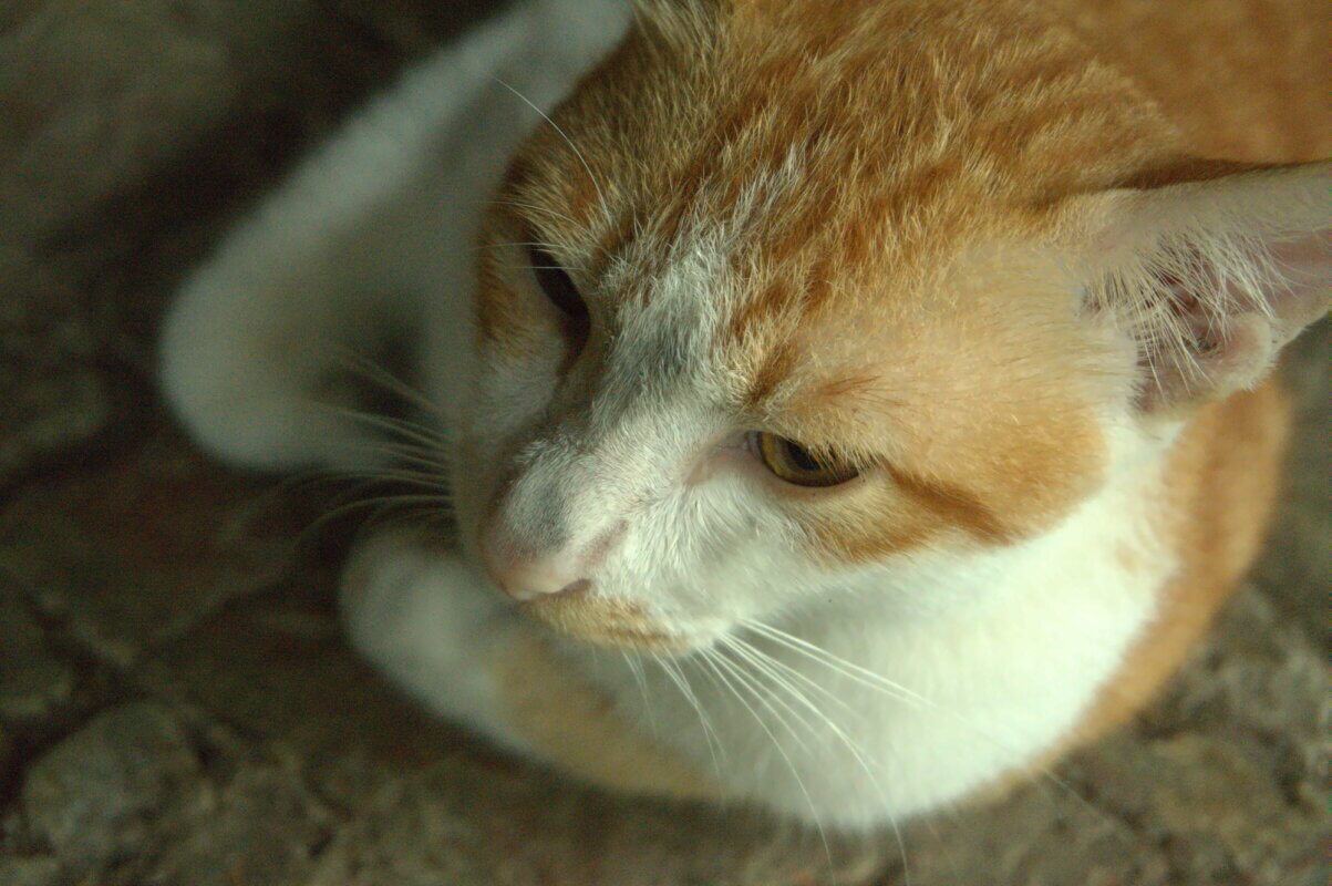 11 Blue Eyed Cat Breeds You Won't Be Able to Resist 10 Javanese cat's face