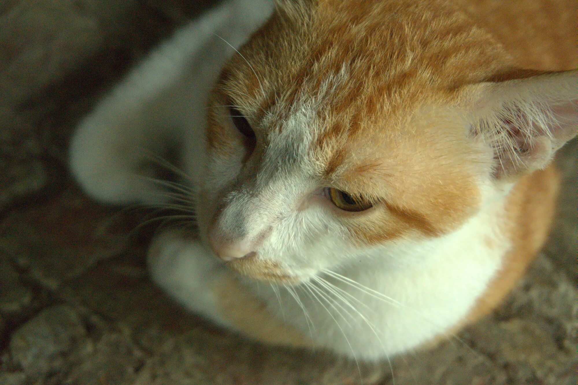 Javanese cat's face