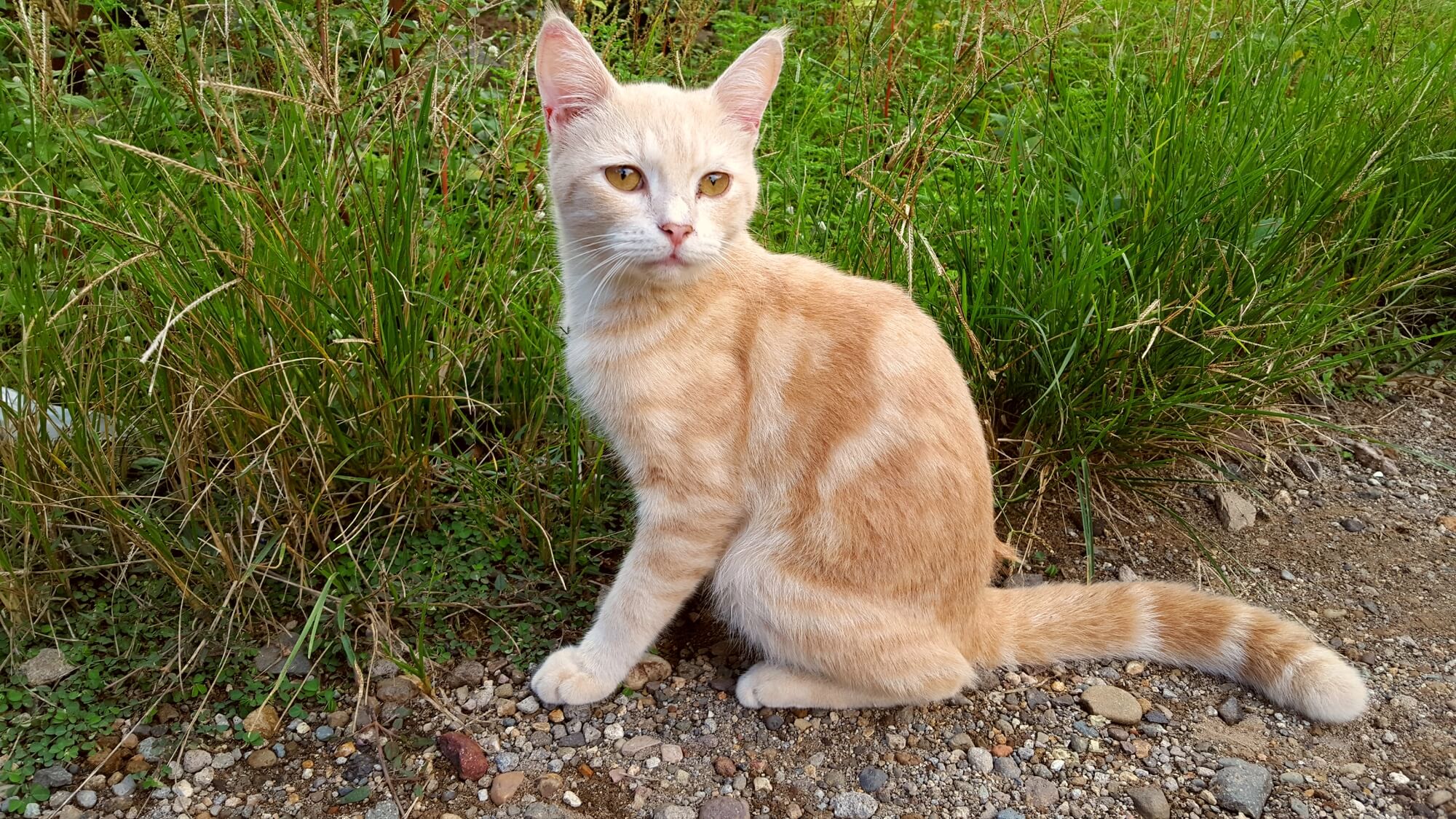 Javanese Cat