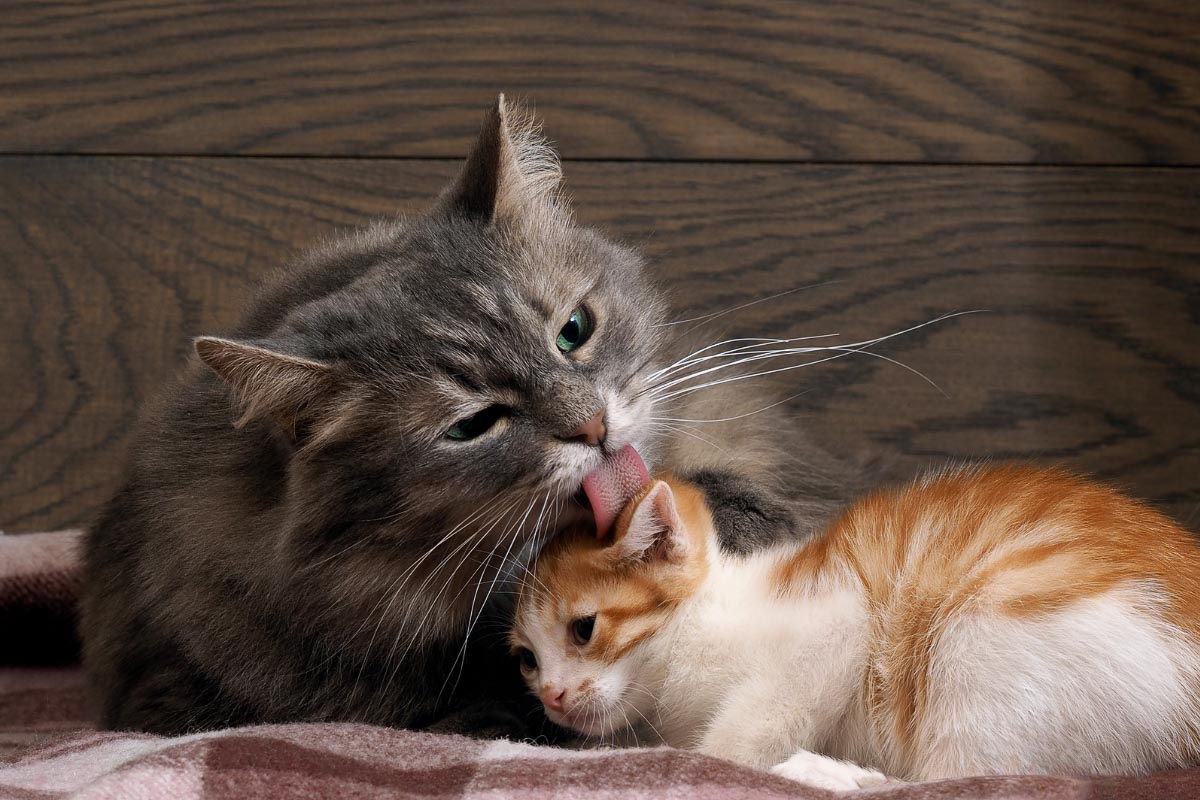 large grey cat licks ginger kitten