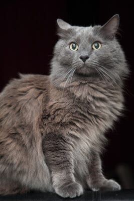 15 Gorgeous Grey Cat Breeds You'll Love I Discerning Cat