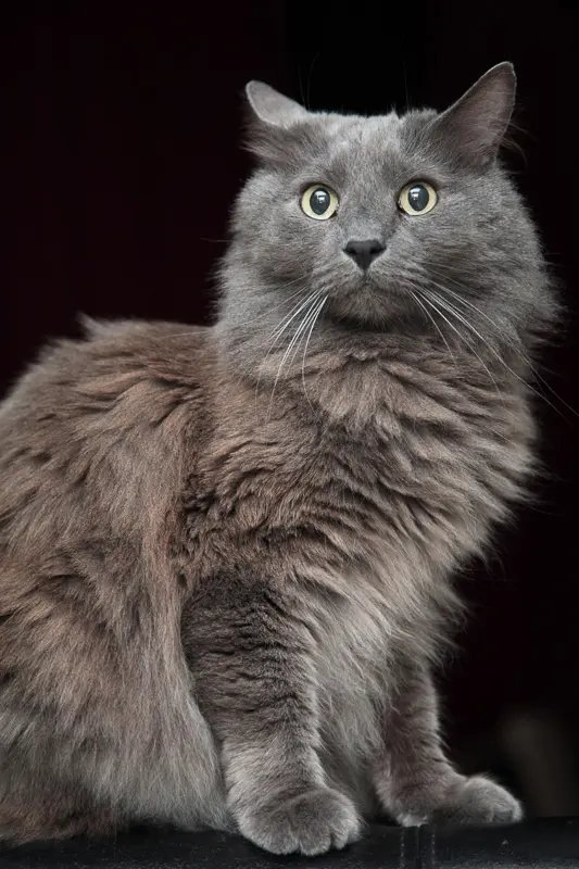 15 Gorgeous Grey Cat Breeds You&#39;ll Love I Discerning Cat