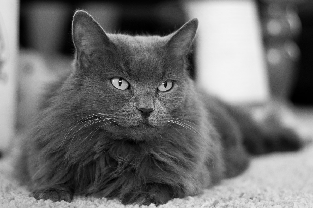 grey plants A dark grey cat with darker grey stripes and a lighter grey underbelly