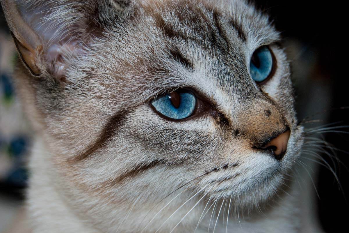 11 Blue Eyed Cat Breeds You Won T Be Able To Resist I The Discerning Cat