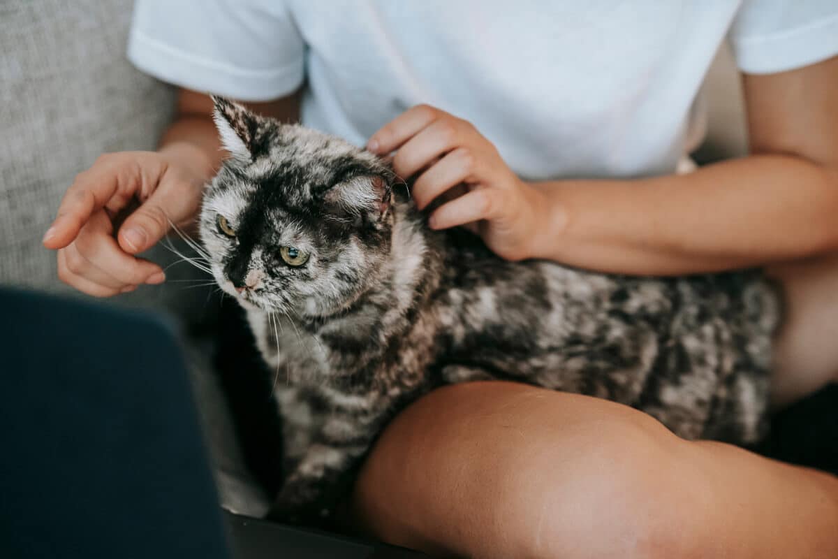 person strokes black and white cat sitting in lap why do cats purr when you stroke them