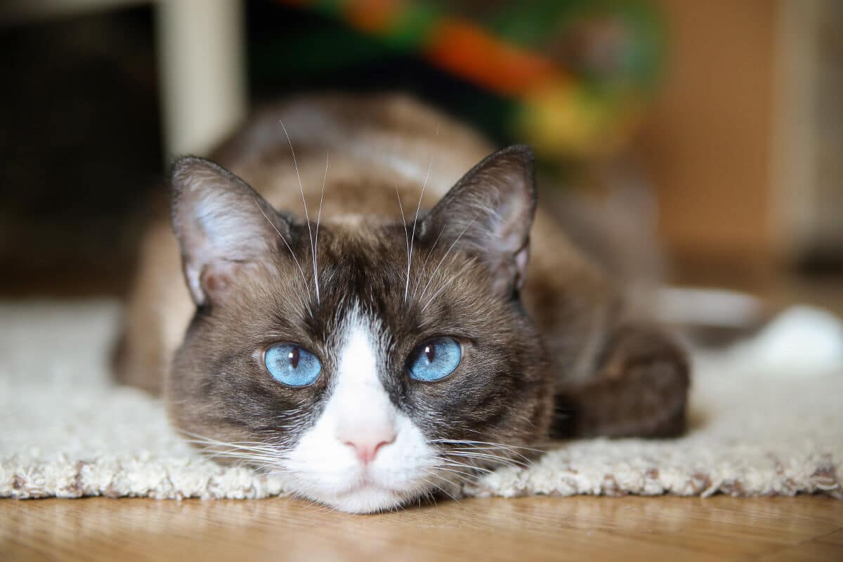 11 Blue Eyed Cat Breeds You Won't be Able to Resist I Discerning Cat