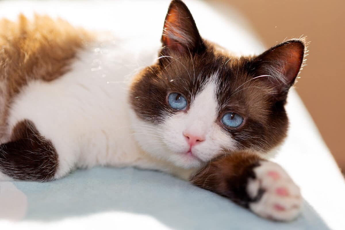 snowshoe cat one of the blue eyed cat breeds