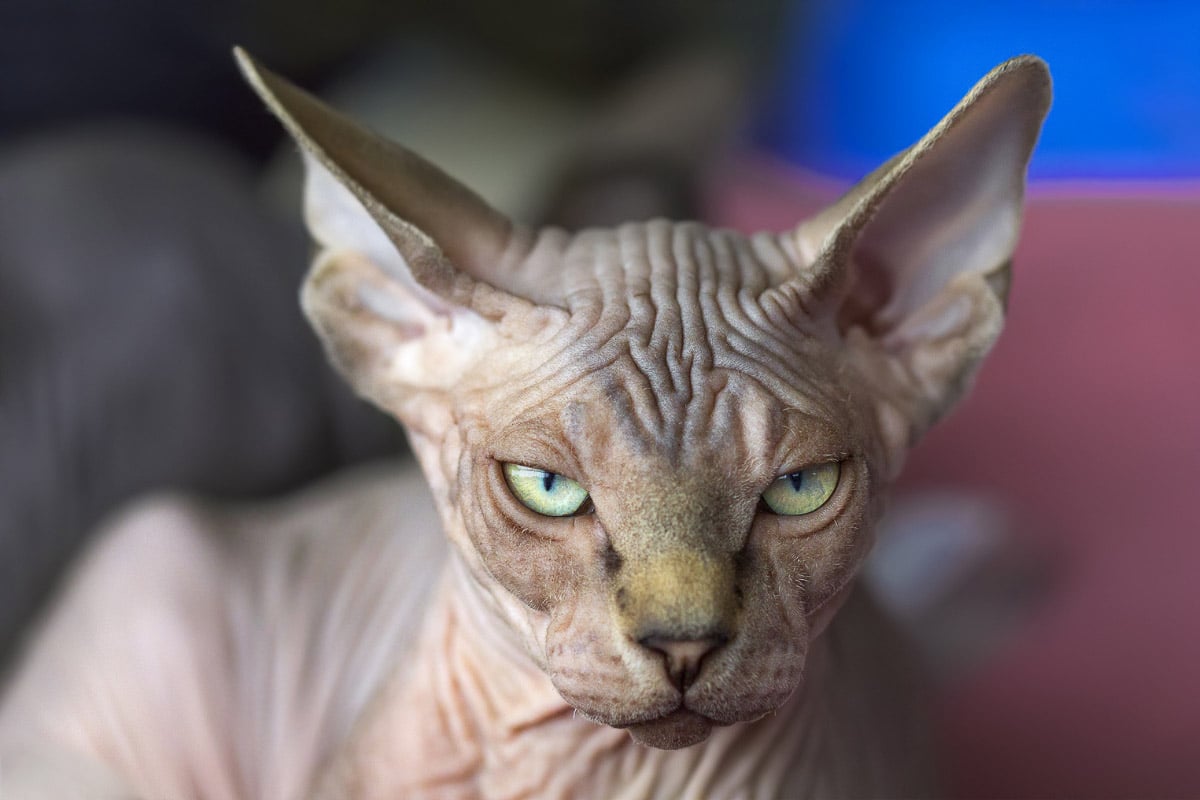 sphynx cat grey