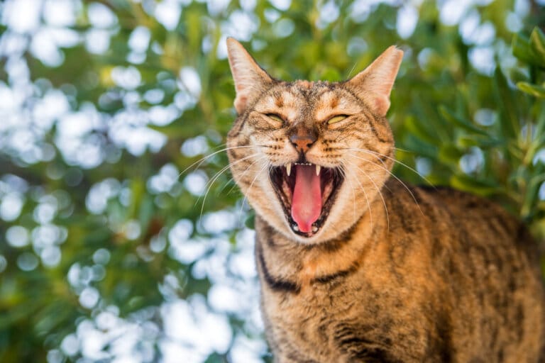 Why Do Cats Growl? 7 Reasons You Should Know I Discerning Cat