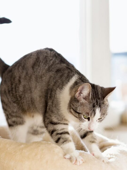 How to Train a Cat Not to Bite 6 Things You Need to Know I Discerning Cat