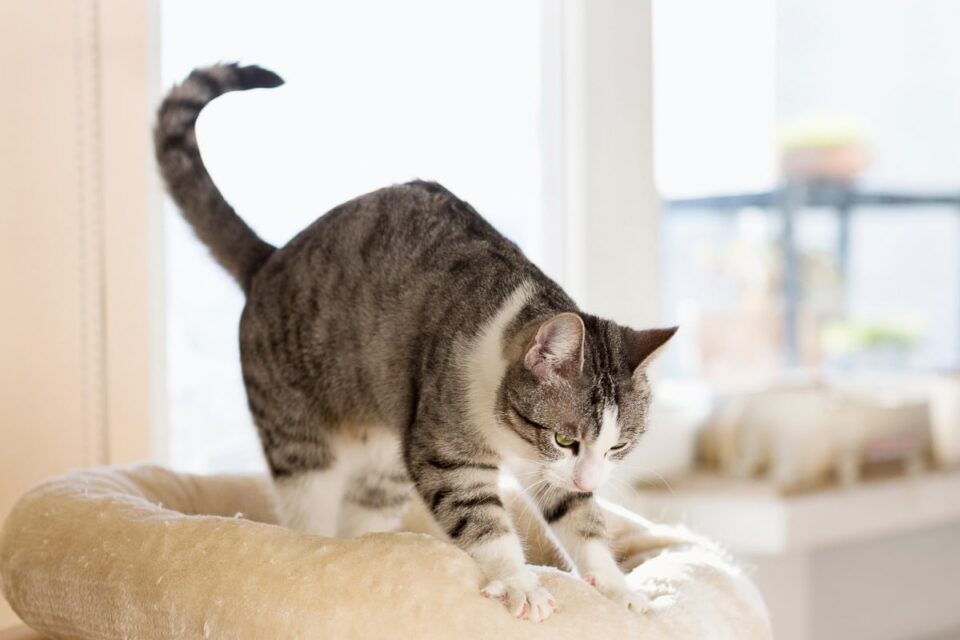Why Do Cats Knead Their Owners? 8 Reasons You Should Know I Discerning Cat