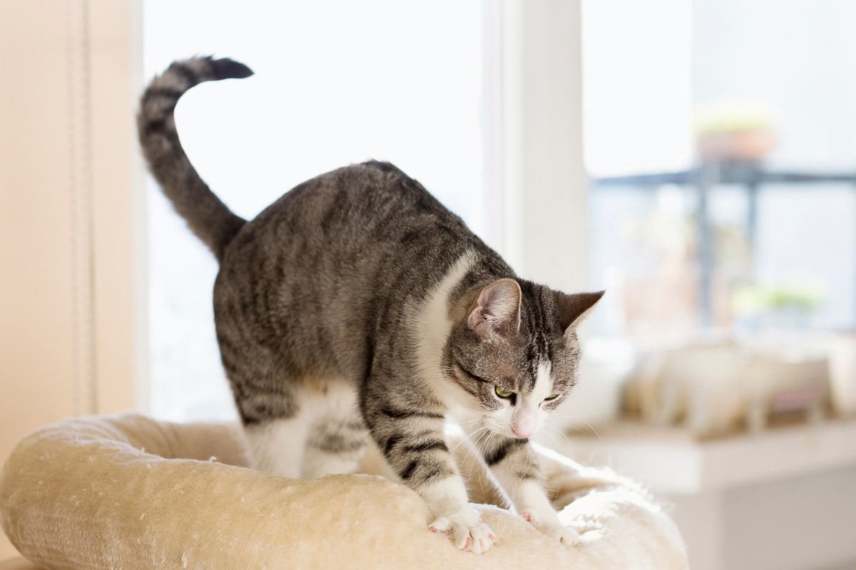 Tabby cat kneads beige cat bed.