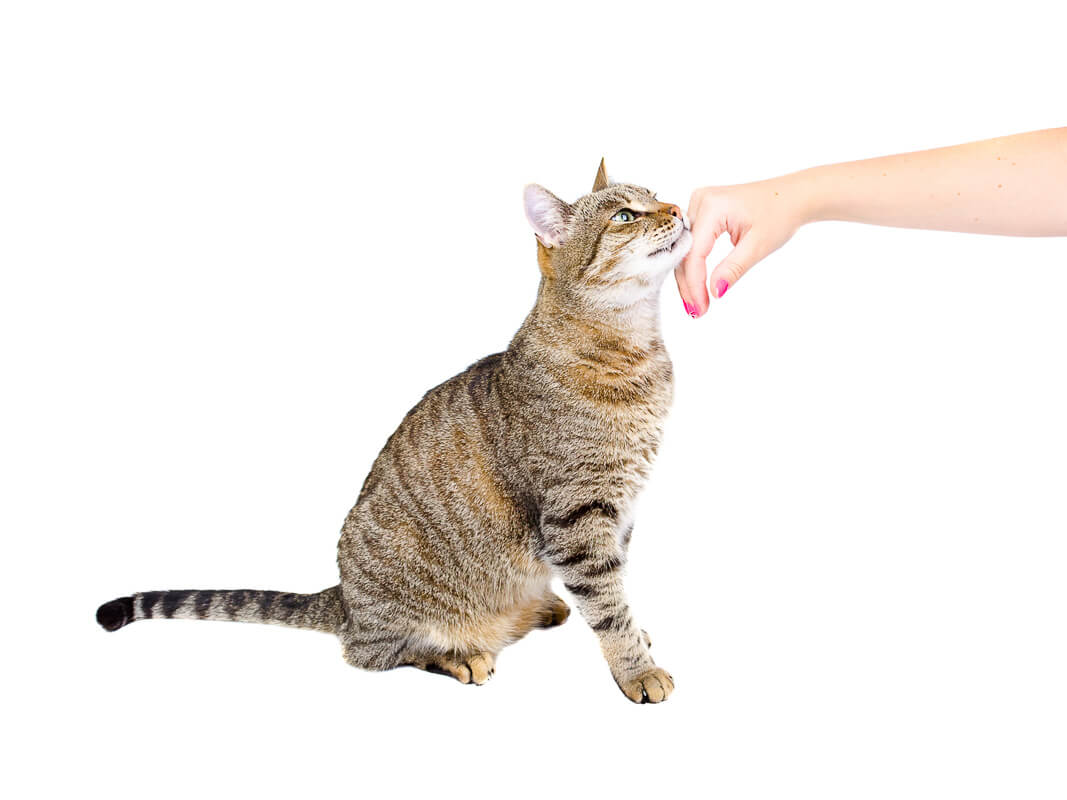 Cat rubs the hand