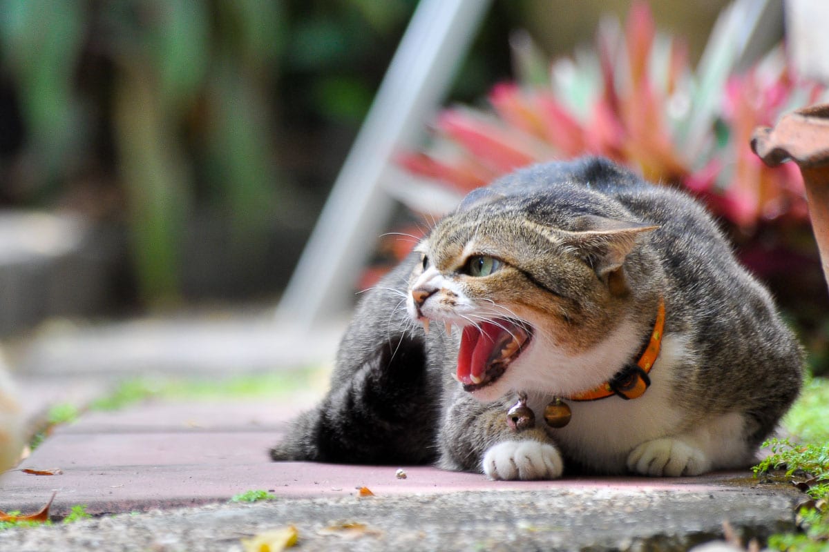 red tabby cat hissing